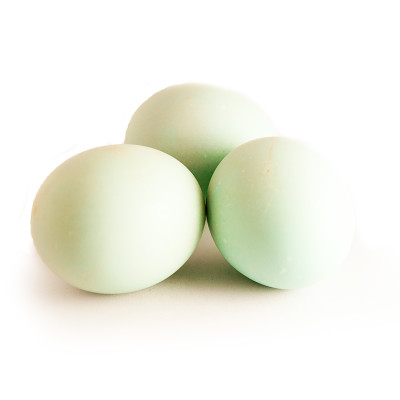Aksesoris 17 Warna Cat Biru Telur Bebek Simple Dan Minimalis