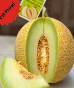 Melon Inthanon Premium / Kg