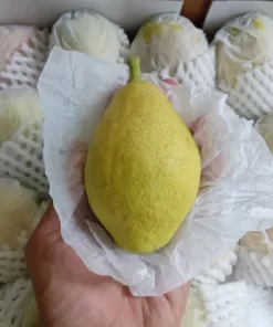 Alternative view of Buah Pear Xianglie harga /kg