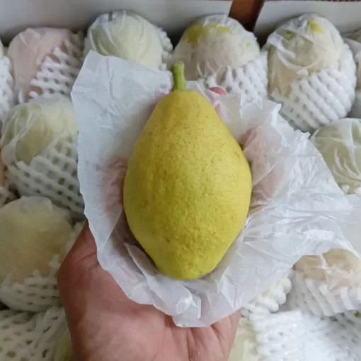 Buah Pear Xianglie harga /kg - Image 2