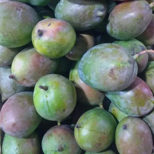 Buah Mangga Brazil