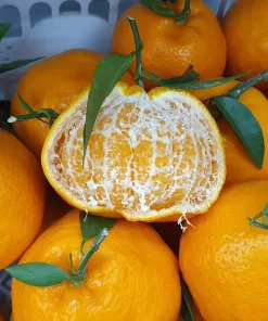Buah Jeruk Dekopon Jempol