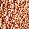 KACANG TANAH / KILOAN